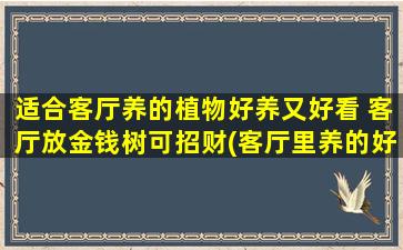 适合客厅养的植物好养又好看 客厅放金钱树可招财(客厅里养的好看植物推荐，招财中心选金钱树)